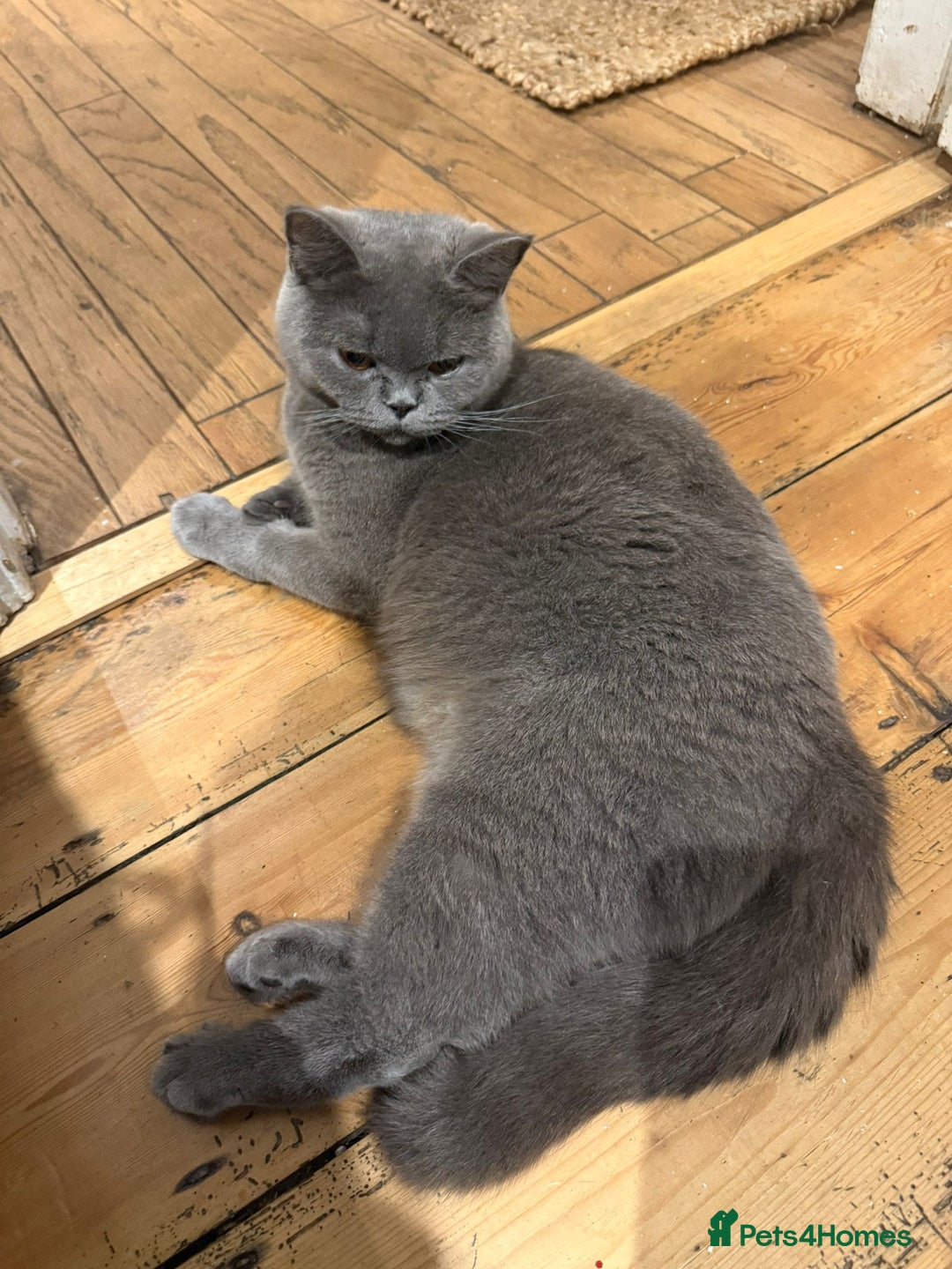 British Shorthair cats for sale: GCCF British Blue Kittens - Ready for  **   **  - Image 1