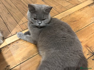 British Shorthair cats for sale - Advert 1