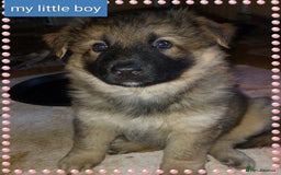 German Shepherd dogs for sale: 7  beautiful german shephered pups  - Image 38