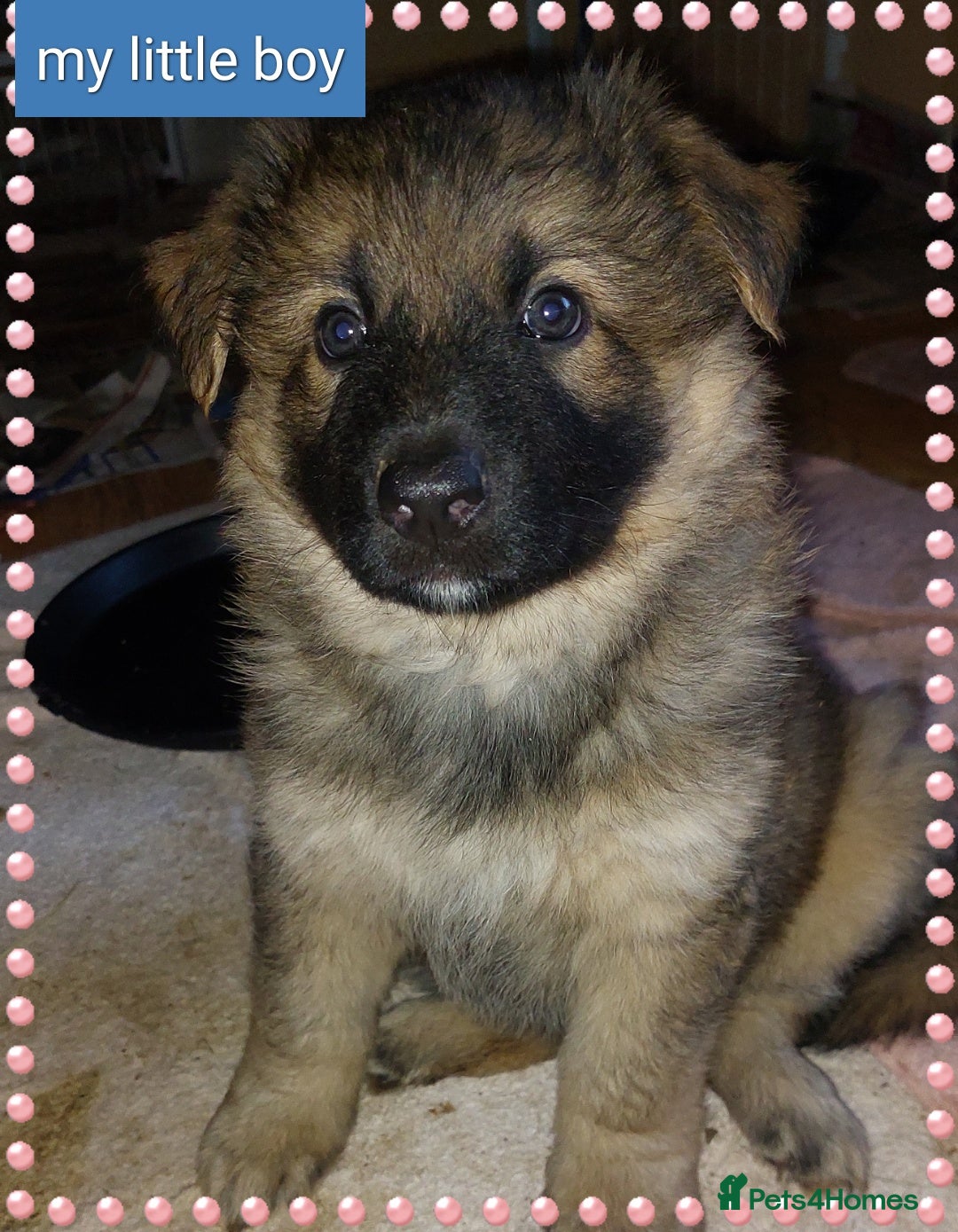 German Shepherd dogs for sale: 7  beautiful german shephered pups  - Image 38