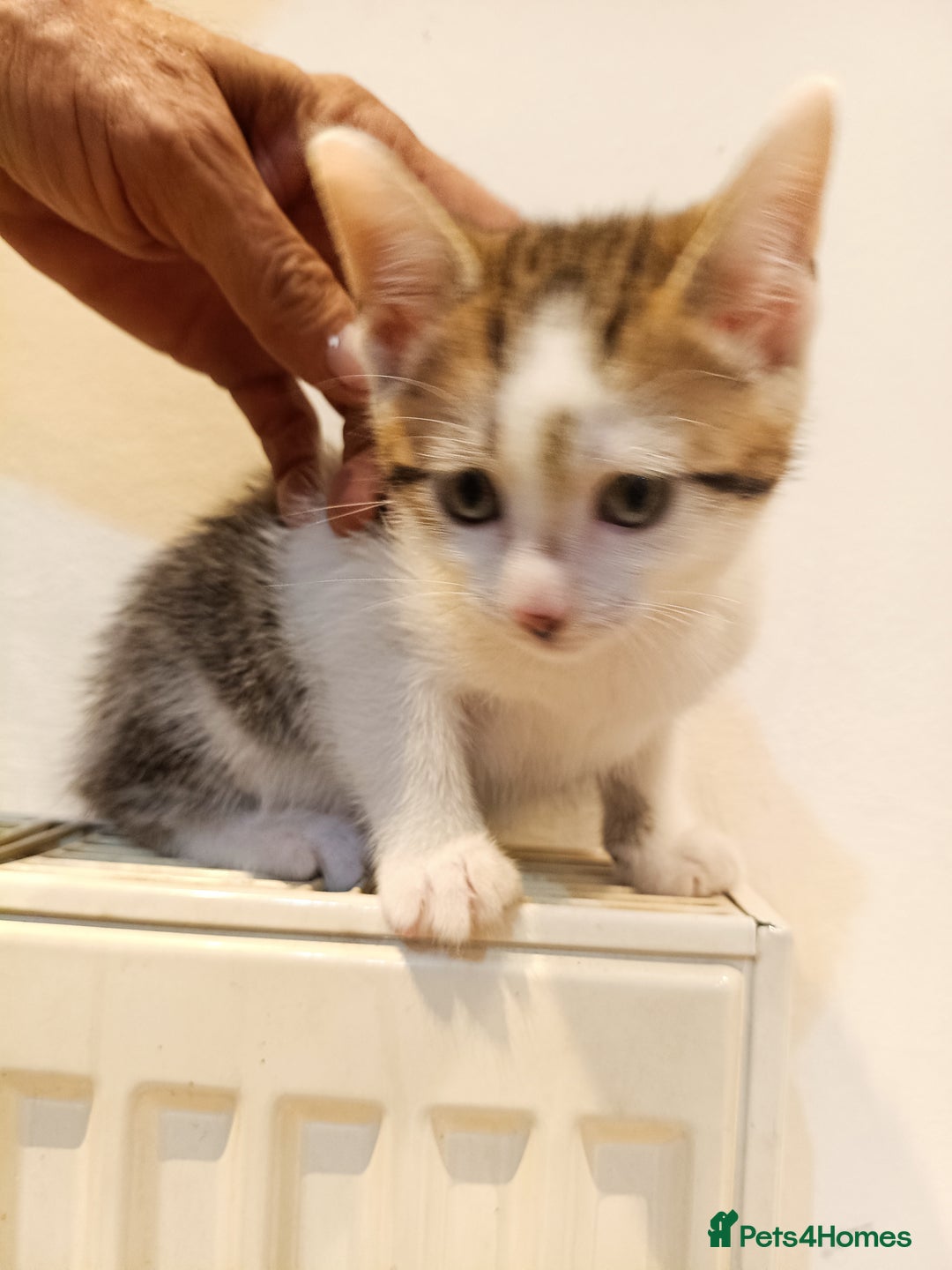 Bengal cats for sale: Cat kitten  - Image 1