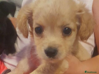 Mixed Breed dogs - Advert 6
