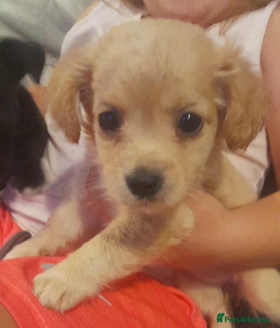 Mixed Breed dogs - Advert 13