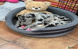 Mixed Breed dogs for sale: Border/Bullie Cross Merle Male Puppy 11 Weeks - Image 9