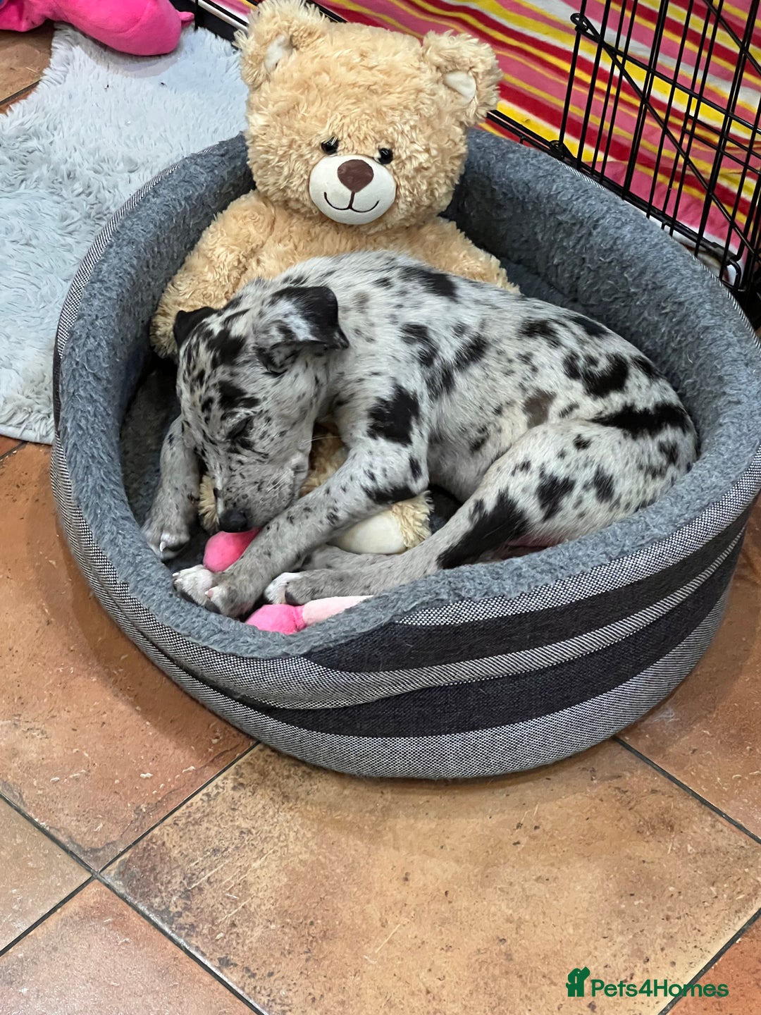 Mixed Breed dogs for sale: Border/Bullie Cross Merle Male Puppy 11 Weeks - Image 9
