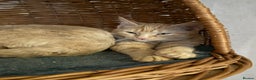 British Shorthair cats for sale: Gccf reg Cheeky British x Devon Rex kittens - Advert 9