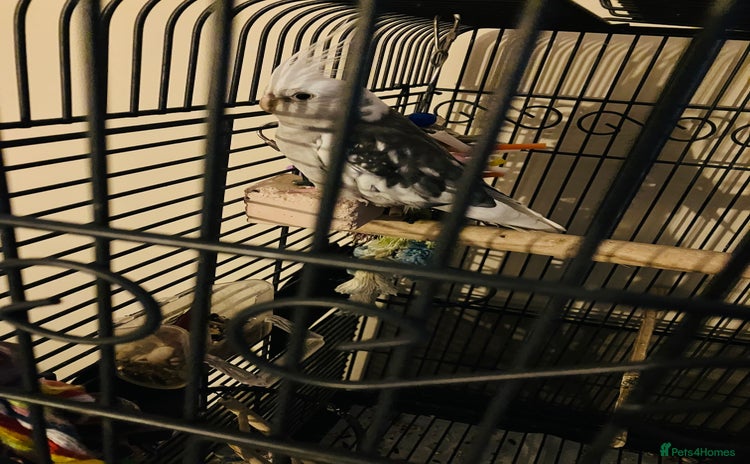 Cockatiels birds - Advert 3