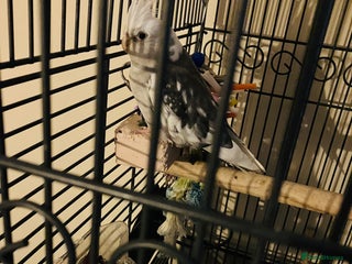 Cockatiels birds - Advert 8