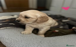 Golden Retriever dogs for sale: 🐾Three stunning golden retriever puppies. 🐾 - Image 14