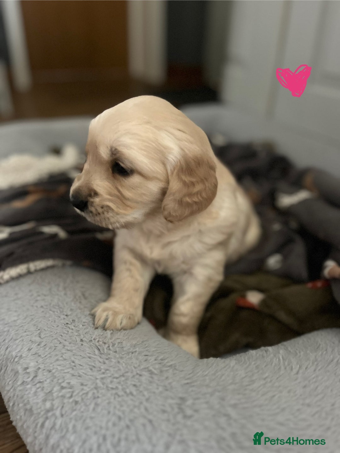 Golden Retriever dogs for sale: 🐾Three stunning golden retriever puppies. 🐾 - Image 14