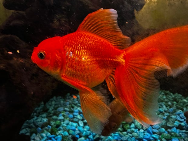 Fancy Goldfish fish - Advert 1