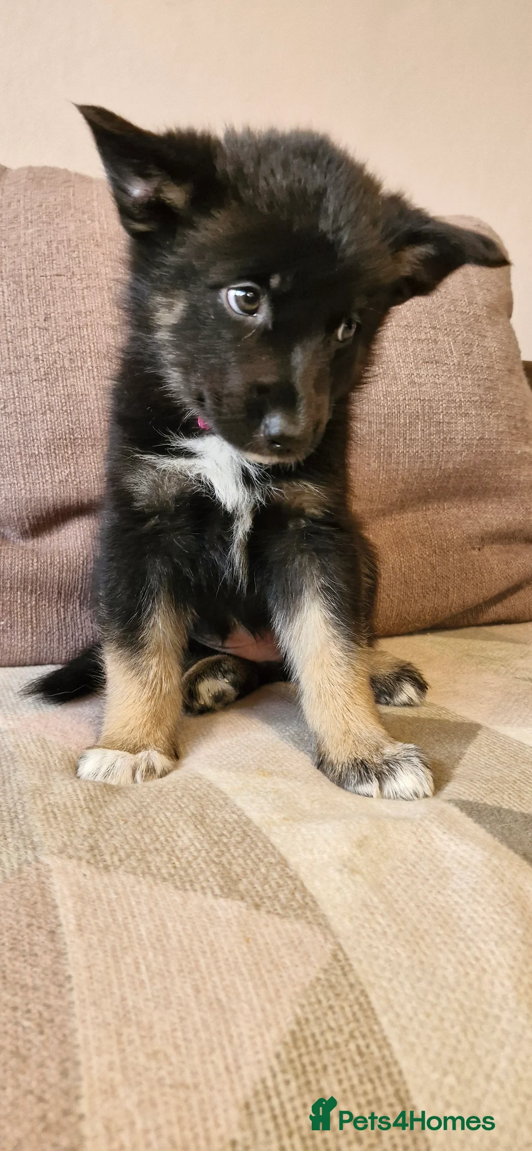 Mixed Breed dogs for sale: German sheperd Malamute  - Advert 14