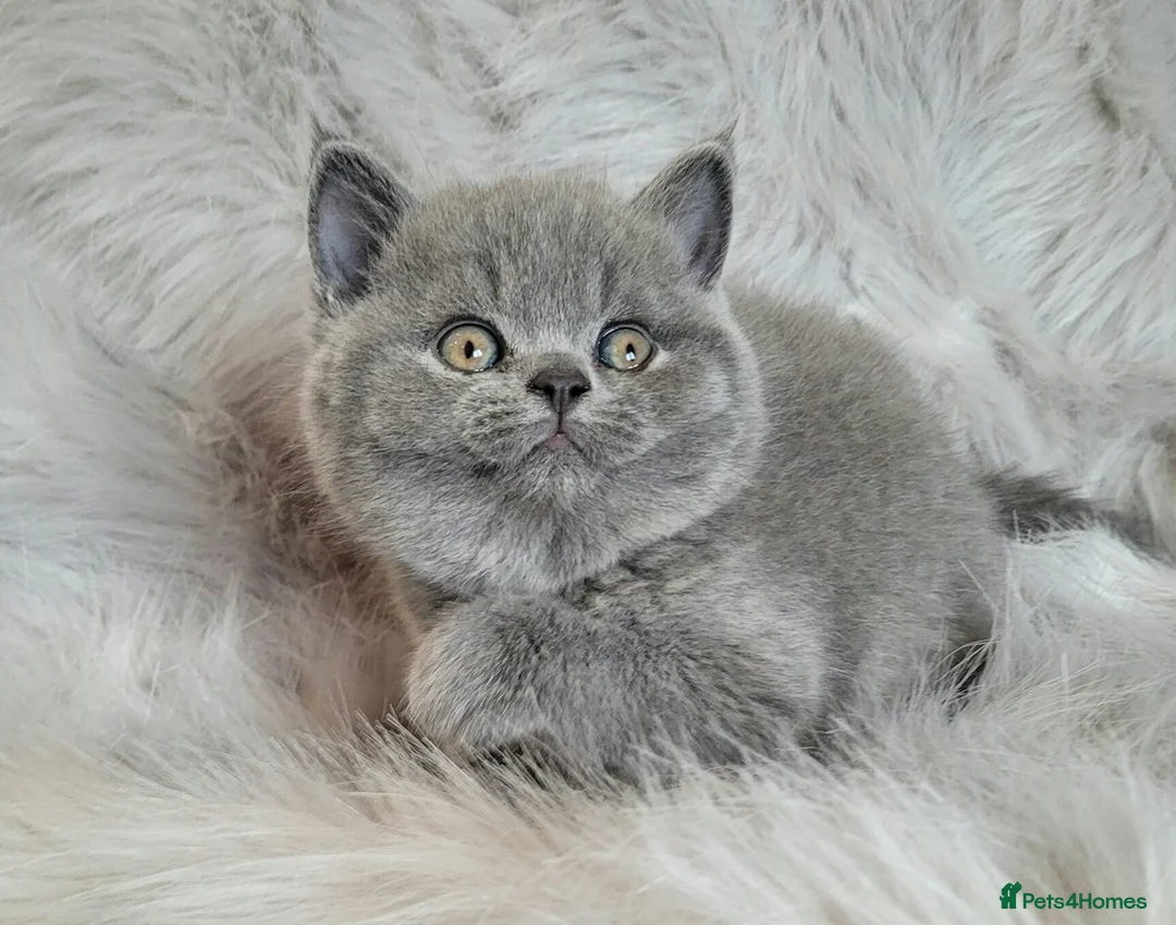 British Shorthair cats for stud: Imported Pedigree British Shorthair, BG B in London - Advert 17