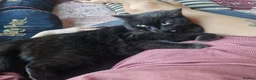 British Shorthair cats for sale: Beautiful blue little girl  - Advert 28