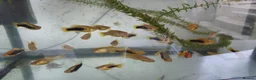Live Bearers fish for sale: Variatus Platy for sale  - Advert 2