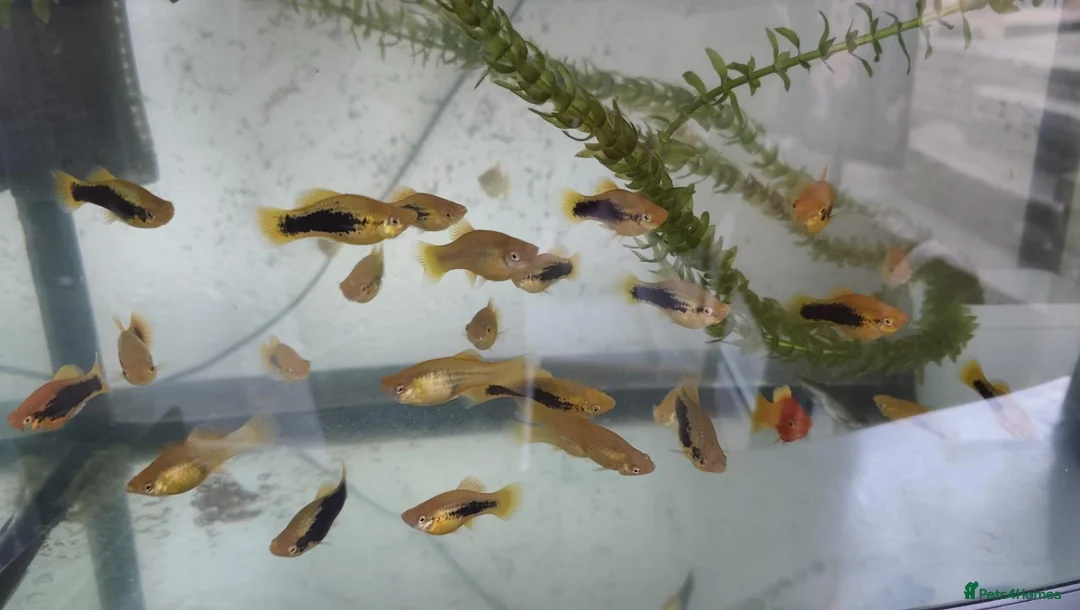 Live Bearers fish for sale: Variatus Platy for sale  - Advert 2