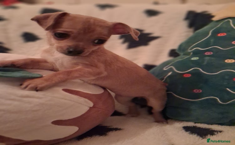 Mixed Breed dogs - Advert 3