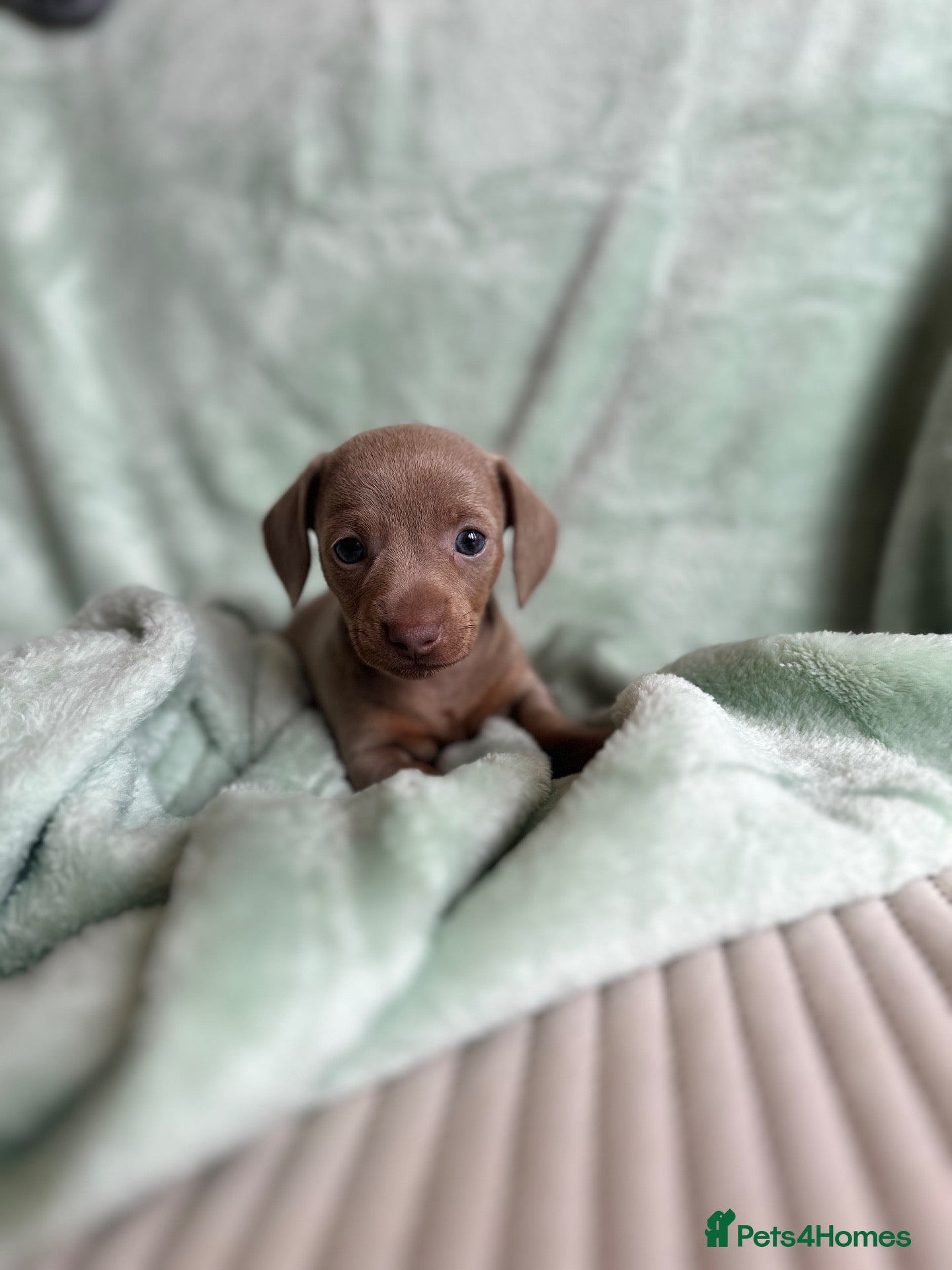 Miniature Dachshund dogs 🤍exceptional KC PRA clear🤍 - Advert 1