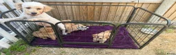 Labradoodle dogs for sale: Miniature labradoodle ready for their forever home - Advert 1