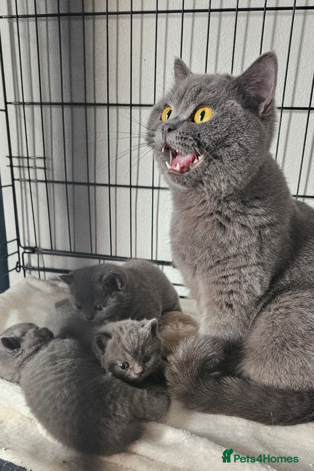 British Shorthair cats for sale: British short hair kittens - Advert 38