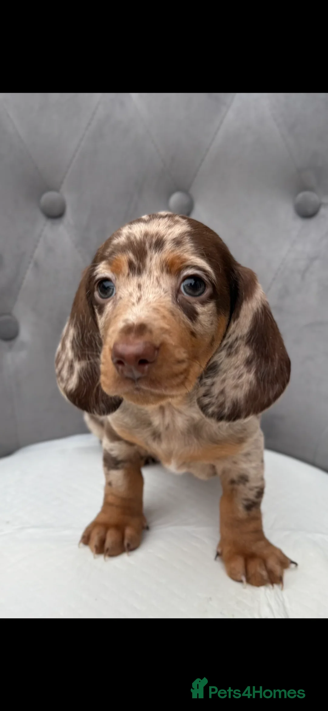 Miniature Dachshund dogs for sale: KC REG MINI DACSHUND, CARRY LONG HAIR 🧬  - Advert 1