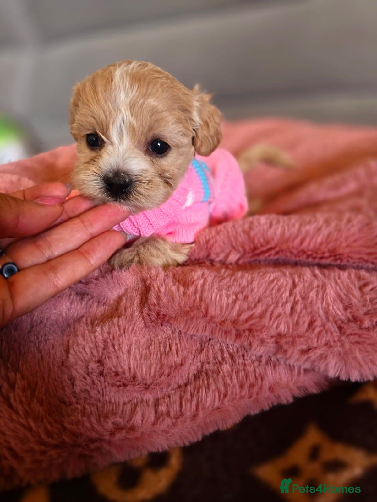 Maltipoo dogs Adorable Maltipoo Puppies  - Advert 1