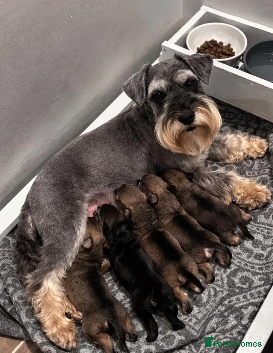 Miniature Schnauzer dogs for sale: Kc Reg  Miniature Schnauzer puppies - Advert 1