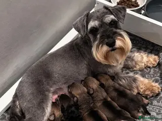 Miniature Schnauzer dogs Kc Reg Miniature Schnauzer puppies - Advert 12