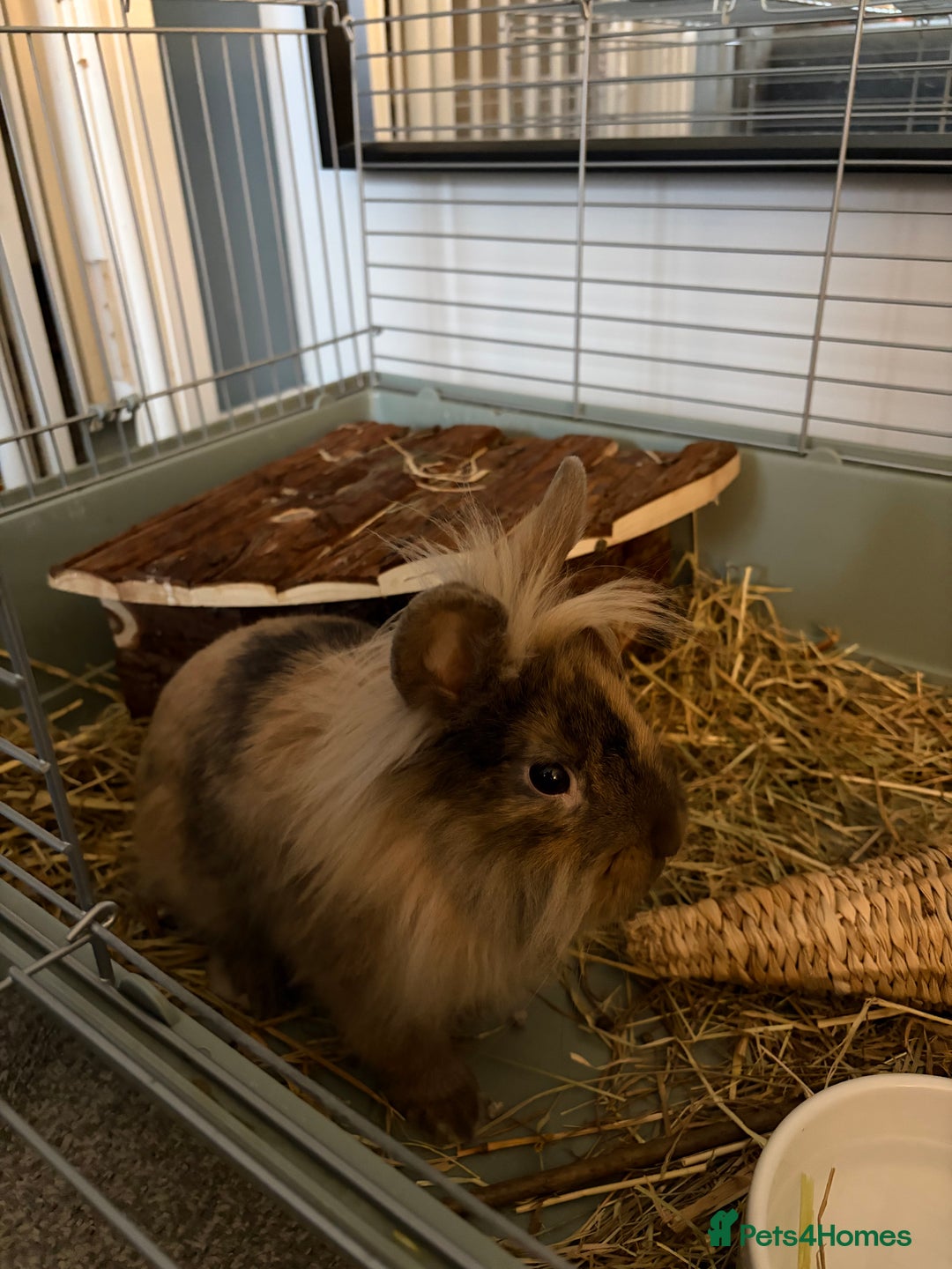 Mini Lion Lop rabbits for sale: Lion lop male  - Advert 3
