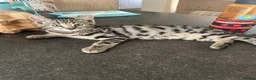 Bengal cats for sale: Two male Bengal X kittens available. Price reduced - Advert 1