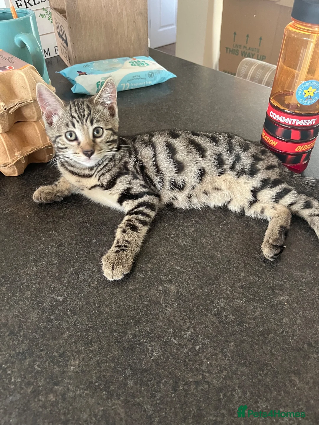 Bengal cats for sale: Two male Bengal X kittens available. Price reduced - Advert 1