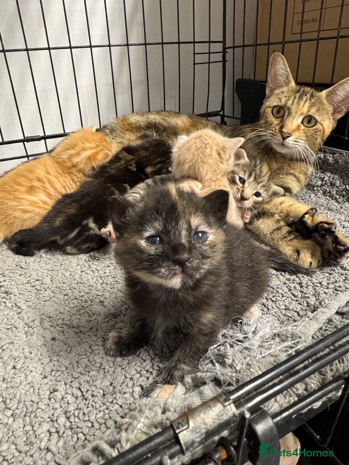 Mixed Breed cats American shorthair x bsh kittens please red descrp - Advert 1
