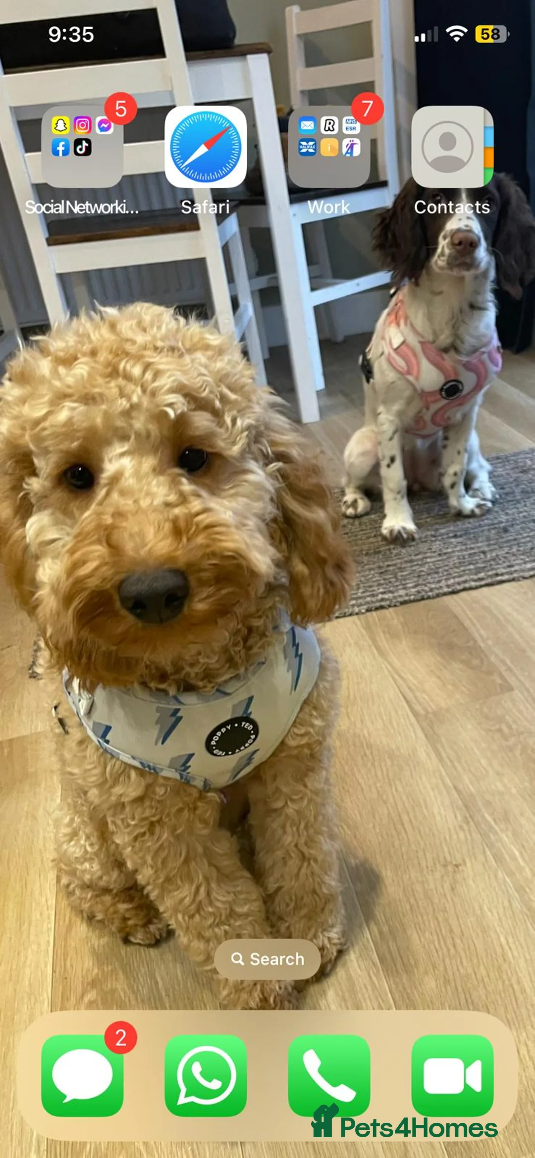 Mixed Breed dogs for sale: Springer spaniel and F2B cockapoo  in York - Advert 16