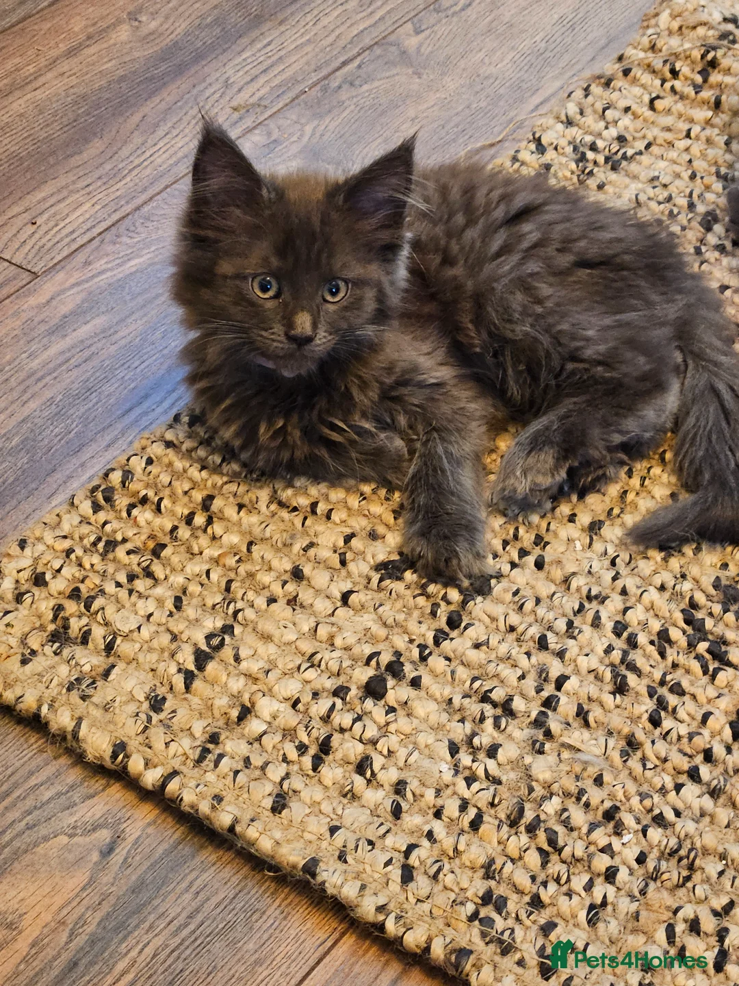 Maine Coon cats for sale: **REDUCED** PEDIGREE GCCF MAINE COON LAST ONE  - Advert 2