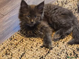 Maine Coon cats GCCF registered Blue Maine coon litter - Advert 6