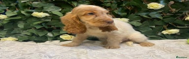 Cocker Spaniel Puppy 1