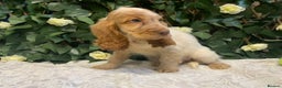 Cocker Spaniel dogs for sale: Show cocker spaniels  - Advert 8
