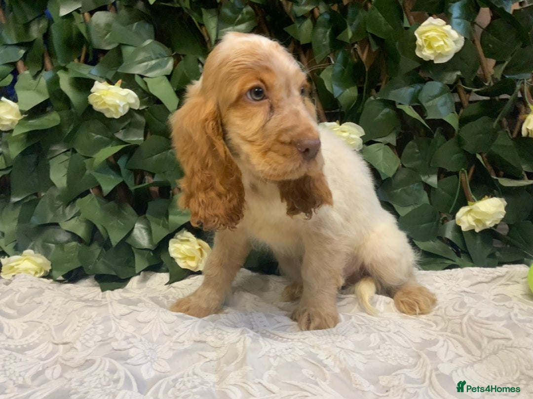 Cocker Spaniel dogs for sale: Show cocker spaniels  - Advert 8