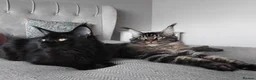 Maine Coon cats for sale: Big size maine coon, black with white in Orpington - Advert 6