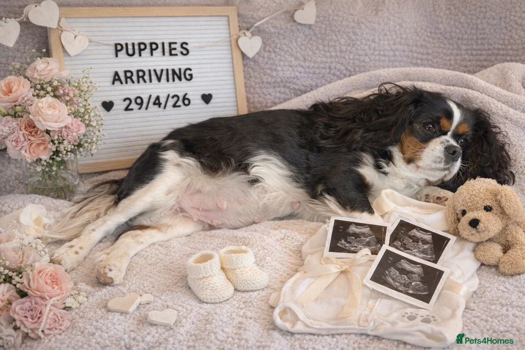 Cavalier King Charles Spaniel dogs for sale: Cavalier King Charles Puppies due 29/4/26 in Keighley - Advert 1