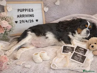 Cavalier King Charles Spaniel dogs Cavalier King Charles Puppies due 29/4/26 - Advert 2