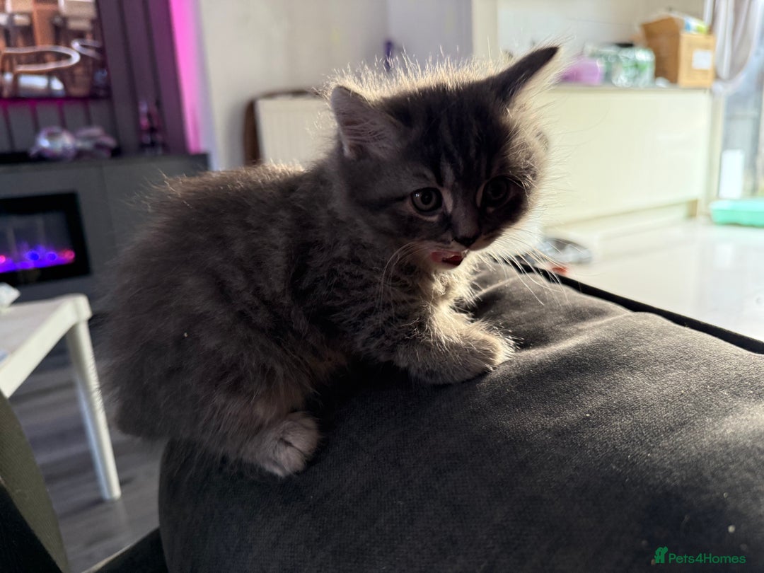 British Shorthair cats for sale: Grey male British short hair  - Advert 3