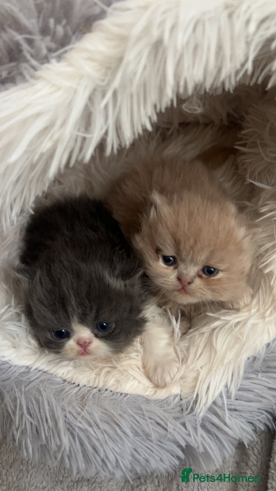 Persian cats for sale:  ** ✨READY  **  EVE 2x beautiful Persians✨ **   - Advert 2
