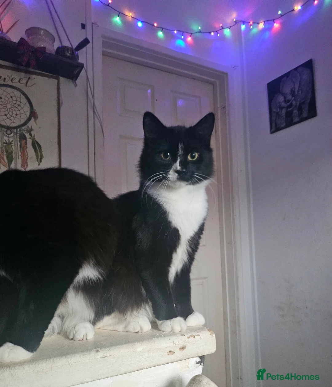 Mixed Breed cats for sale: 3 gorgeous kittens ready for their new home  in Exeter - Advert 2