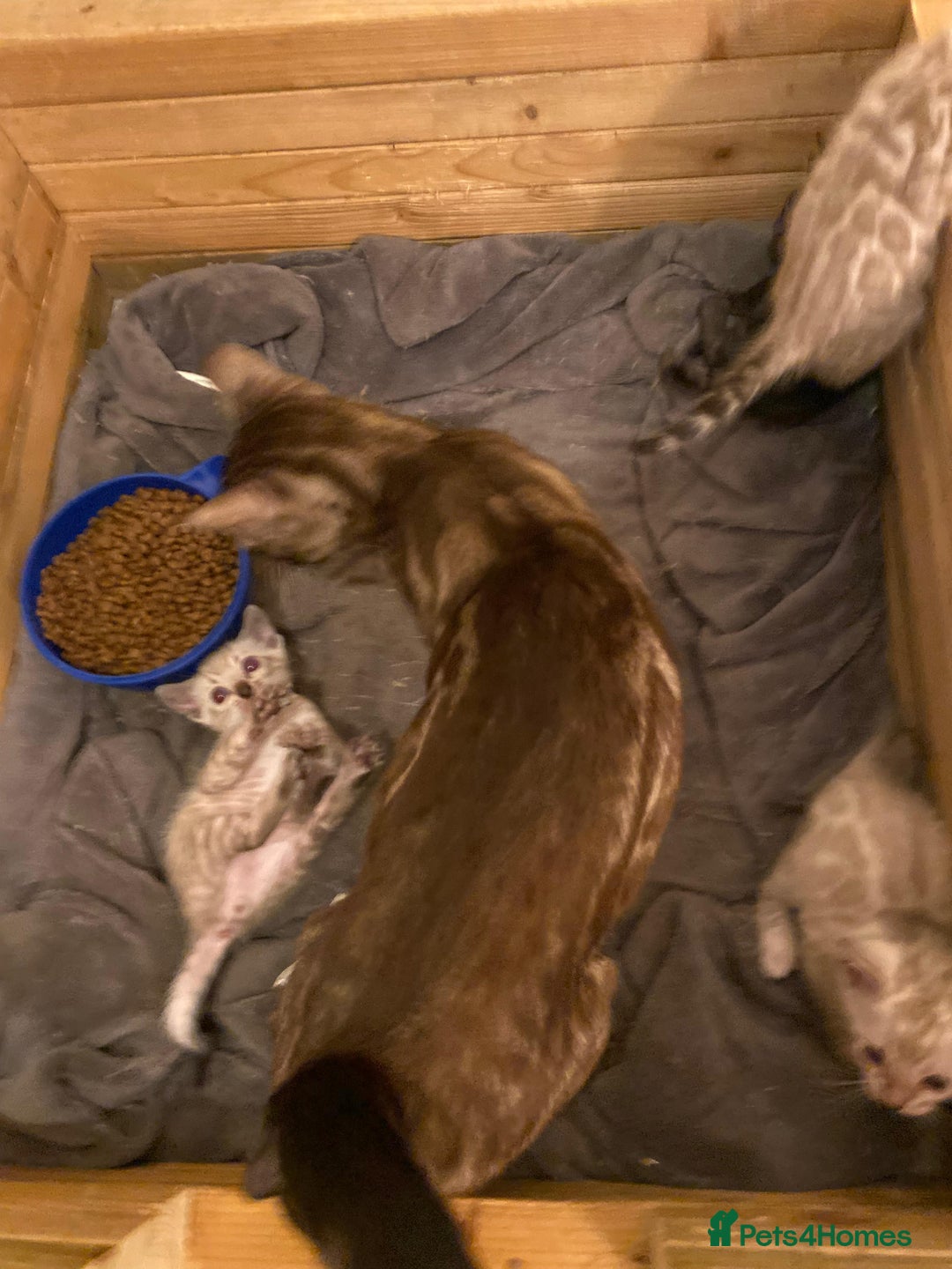 Bengal cats for sale: 🔥✨ Pedigree TICA-Registered Bengal Kittens - Image 29