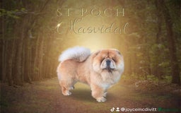 Chow Chow dogs for sale: Stunning kc chow chow  - Advert 15