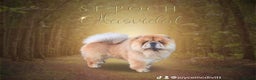 Chow Chow dogs for sale: Stunning kc chow chow  - Advert 8