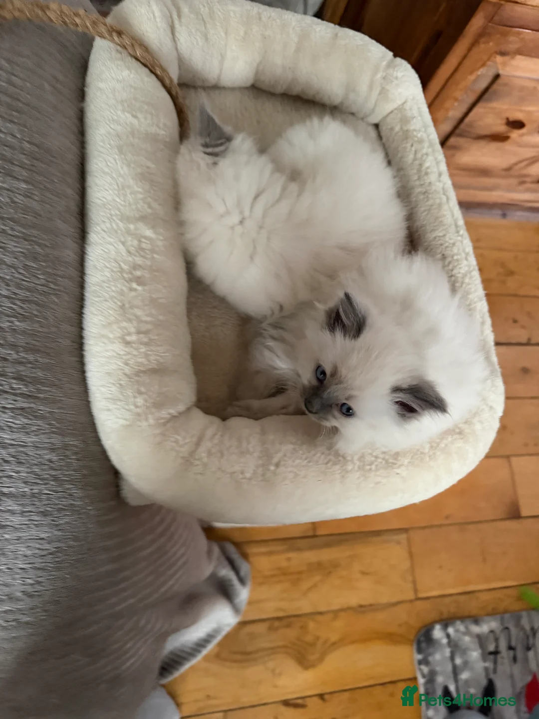 Ragdoll cats for sale: Beautiful Cuddly Purebred Kittens in Great Yarmouth - Advert 13