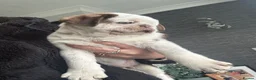 Pug dogs for sale: Kc pug puppies from a 5 star licensed breeder  - Advert 8