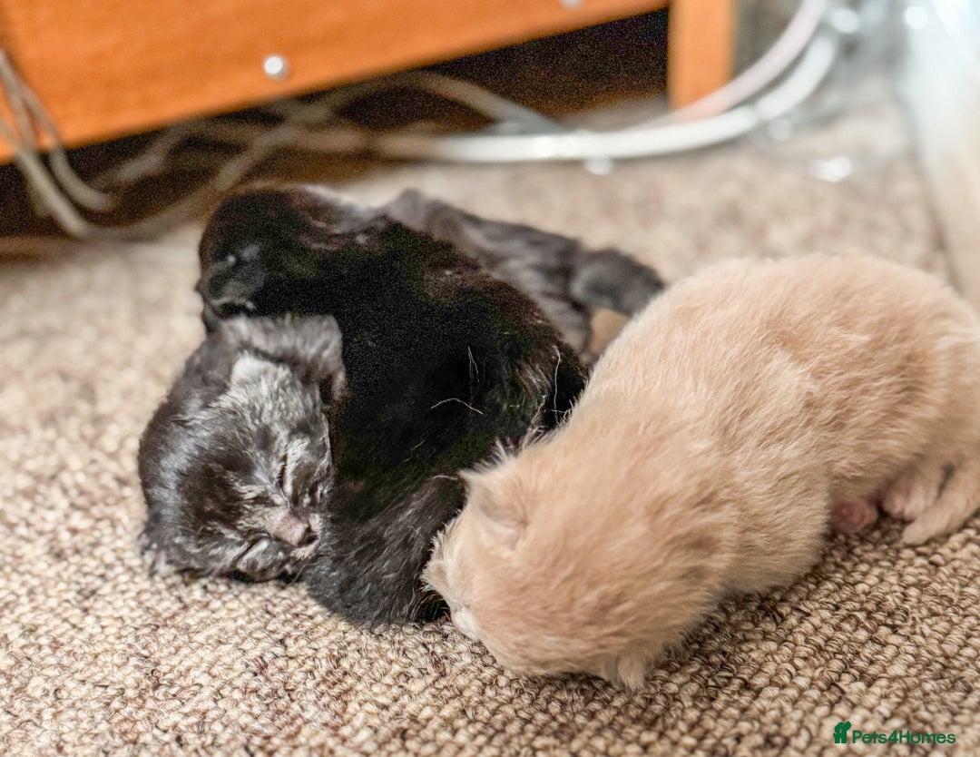 British Longhair cats for sale: Beautiful British longhair kittens - Image 17